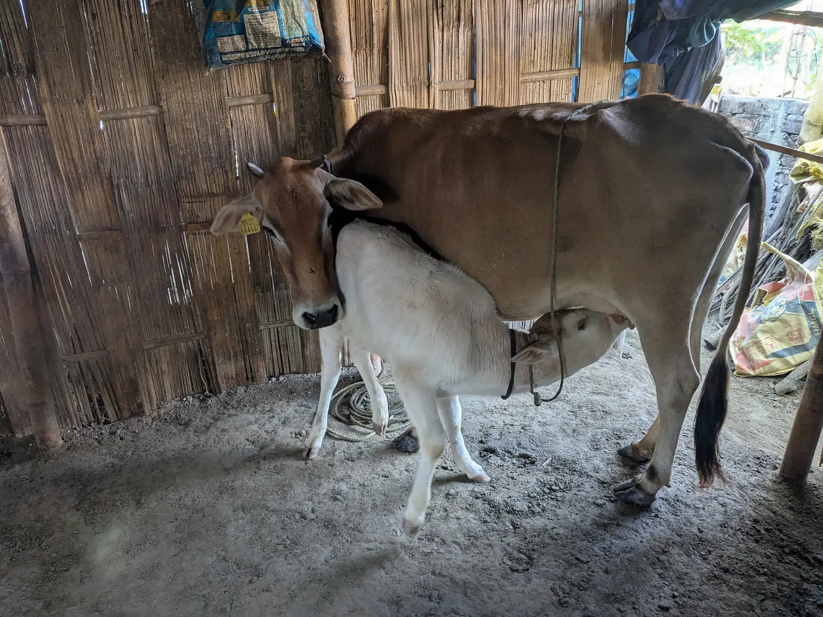 A cow with her calf in a shed