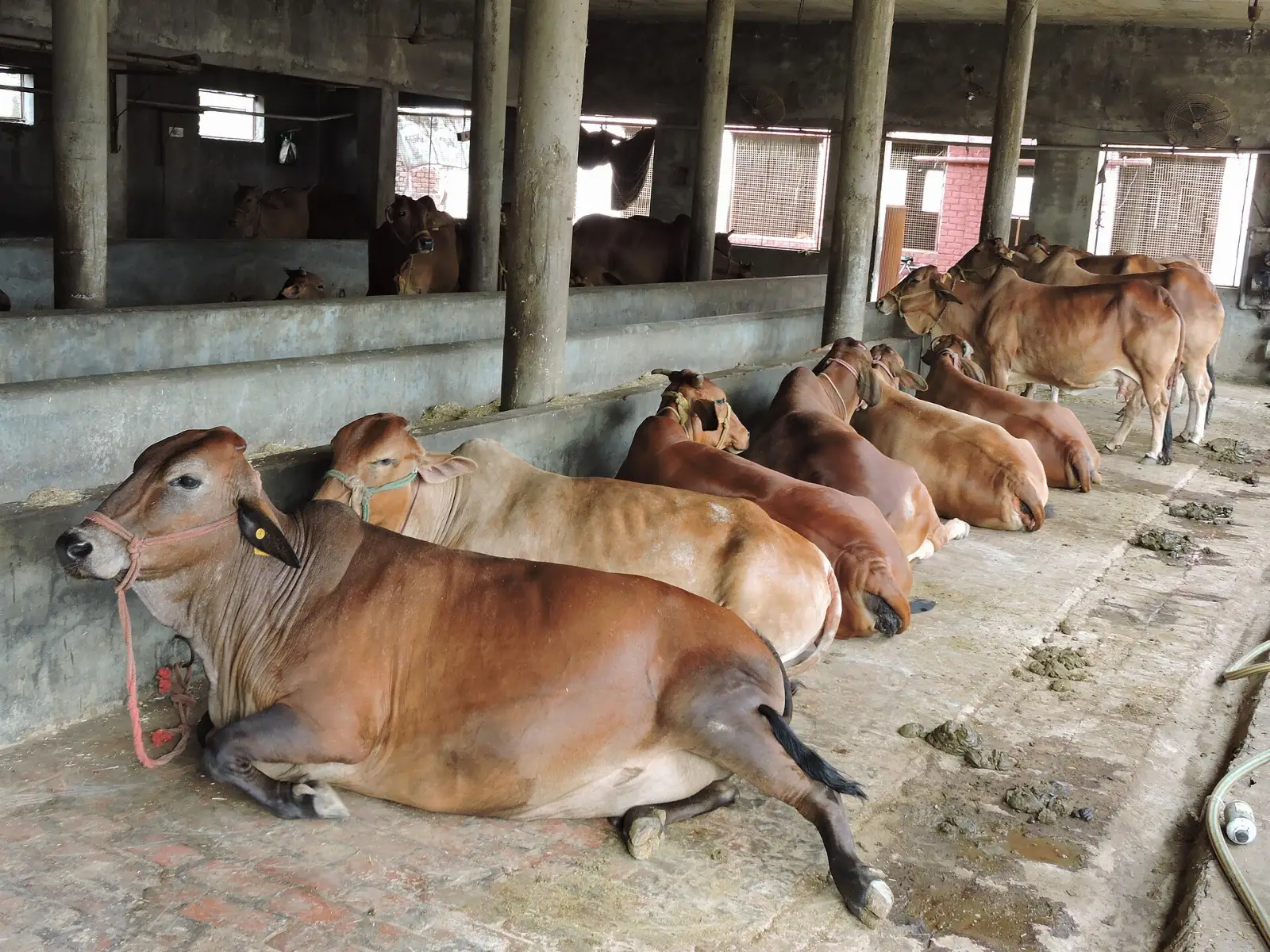 Sahiwal cows resting in a dairy shed