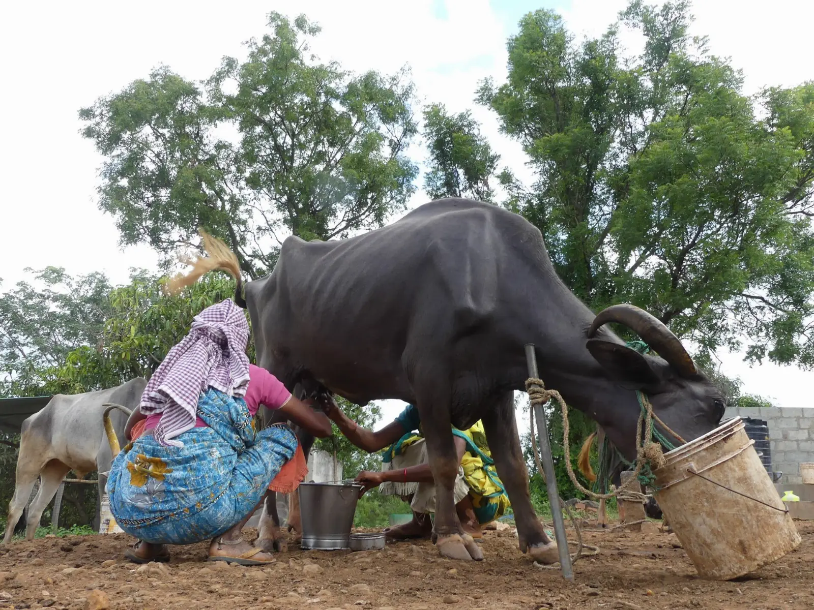A woman milking a buffalo by hand